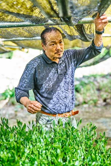 Matcha tea field